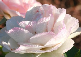 朝露のついた白いバラ