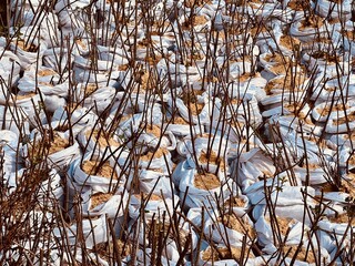 Balled tree saplings wrapped in plastic ready for planting 