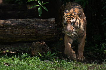 Sumatra Tiger Lurking on the shadows