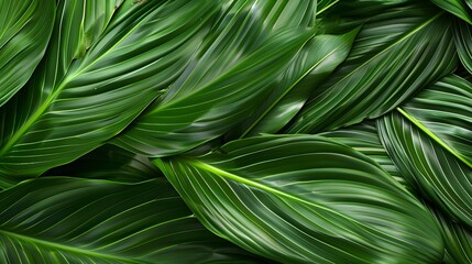 leaves of Spathiphyllum cannifolium, abstract green texture, nature background, tropical leaf 