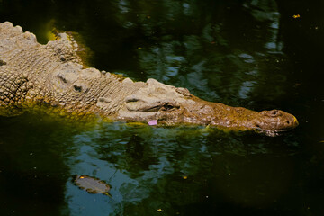 cocodrilo 