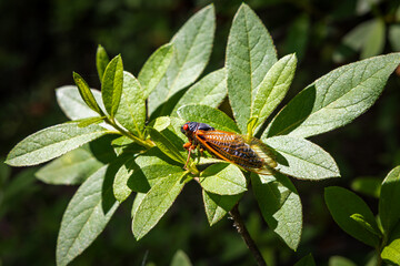 17 year cicada bug on a green azalea plant.