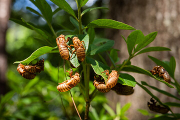 Multiple 17 year cicada bug nymphal exoskeletons on a green plant.