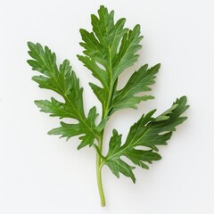 Green Wormwood Leaf  On White Background, Generative AI