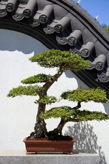 bonsai tree against white wall