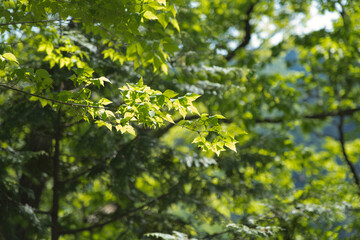 Forest trees swaying in the early summer breeze