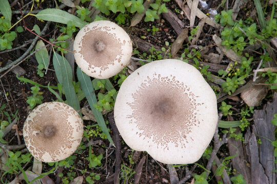 Drumstick, Lepiota cfr procera, Macrolepiota sp cfr procera, large edible mushroom. Alghero, Sardinia, Italy 