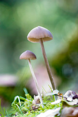 mushroom in the forest, mushrooms grown on moss. Mycena sp. Sardinia, Italy.
