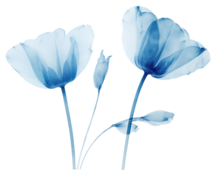 PNG Minimal dry tulip flower petal plant