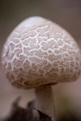 Drumstick, Macrolepiota procera, large edible mushroom. Alghero, Sardinia, Italy 