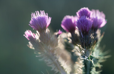 Backlit Thistle Flowers at Dawn
