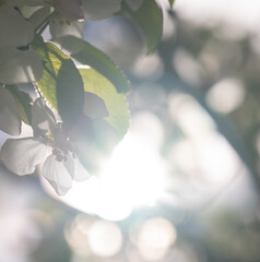 White Blossoms and Leaves in Sunlight Bokeh