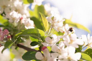 Bee Pollinating Spring Blossoms in Sunlight