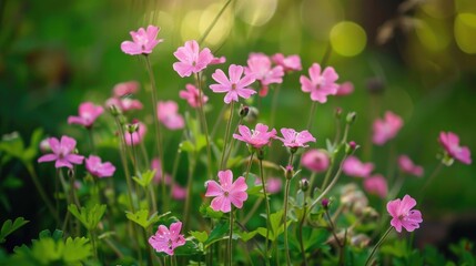 Pink Flowers Growing Wild in the Woodland