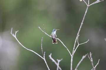 The versicoloured emerald (Chrysuronia versicolor) is a species of hummingbird from central and eastern South America. This female photo was taken in Colombia.