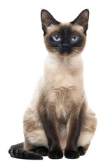 PNG Photo of siamese cat animal mammal pet.