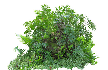 Tropical plant fern moss bush tree jungle monstera stone rock isolated on white background with...