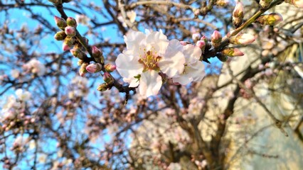 Almond tree flower in the West Bank, Palestine, Spring View.
