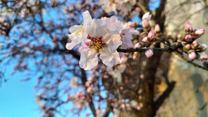 Flower of an Almond tree in the West Bank, Palestine, Spring View.