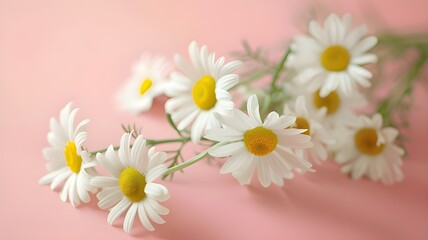 Minimal style concept White daisy chamomile flowers on pale pink background Creative life