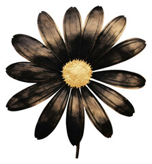 PNG Black color daisy flower petal plant