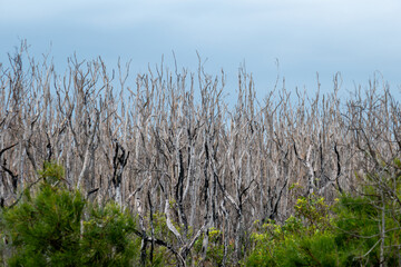 Dead branches in coastal swamp area at Bribie Island. Some green bushes in foreground. 