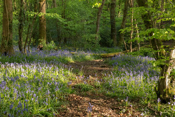 Bluebell wood in spring with green foliage, UK