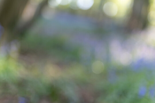 soft blurry background wallpaper Bluebell wood in spring with green foliage, UK
