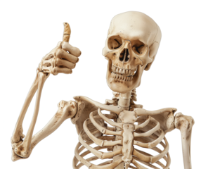 Smiling Skeleton Giving Thumbs Up, Skeletal Anatomy Display