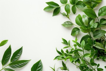 Obraz premium Green leaves on white background. Flat lay, top view, copy space
