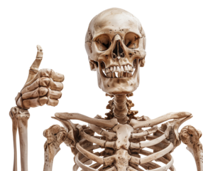 Smiling Skeleton Giving Thumbs Up, Skeletal Anatomy Display