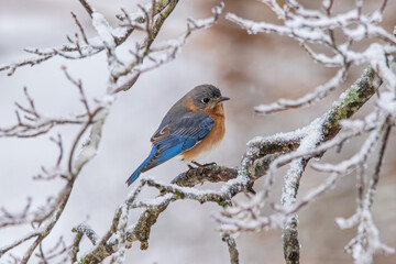 Eastern Bluebird