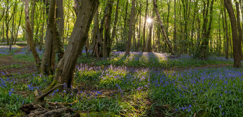 Bluebell wood British springtime with morning sunrays through the green trees