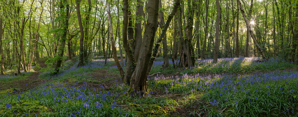Bluebell wood British springtime with morning sunrays through the green trees