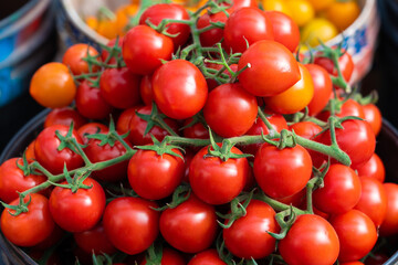 Harvesting fresh ripe red cherry tomatoes