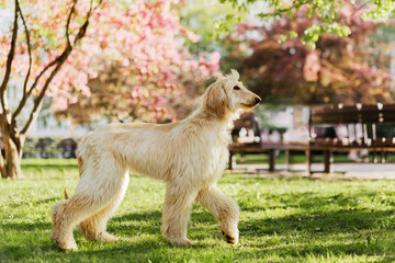 Portrait of young and beautiful afghan hound dog puppy in the flowers tree garden, nature green pink background