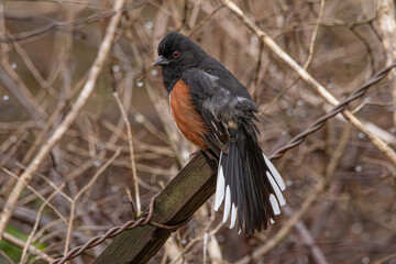 Eastern Towhee