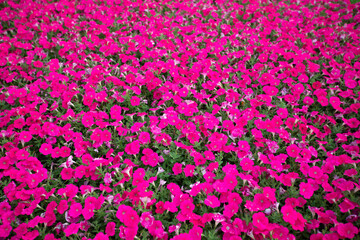 Bonsai green flower background