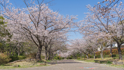 【千葉県千葉市】四季の道(春の道・おゆみ野さくら公園付近)