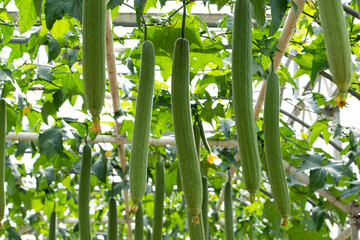 Sponge gourd or luffa hanging ready to be harvested in greenhouse