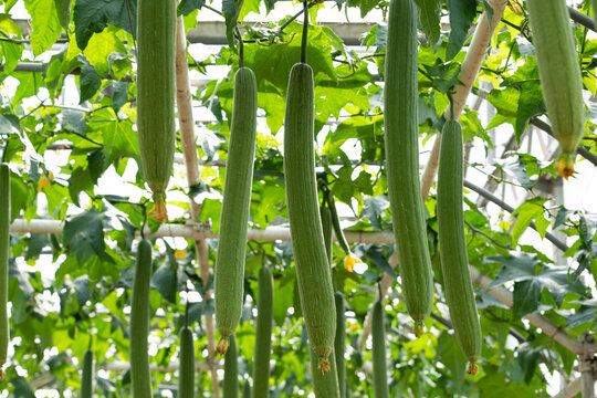 Sponge gourd or luffa hanging ready to be harvested in greenhouse