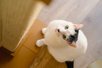 Cat Instinct 