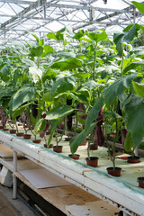 Aubergine eggplant plants in greenhouse. Industrial vegetables cultivation