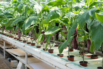 Aubergine eggplant plants in greenhouse. Industrial vegetables cultivation