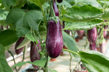 Aubergine eggplant plants in greenhouse. Industrial vegetables cultivation