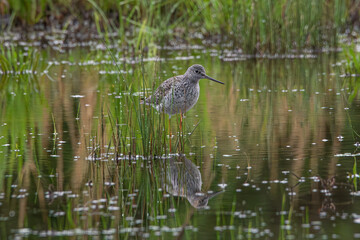 Greater Yellowlegs