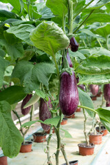 Aubergine eggplant plants in greenhouse. Industrial vegetables cultivation