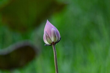 purple and white flower