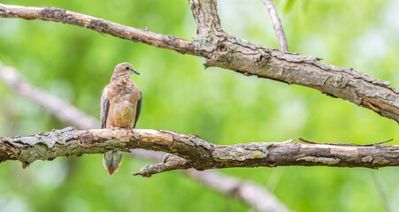 Mourning dove perched on a tree branch in spring.
