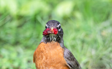 Portrait of an American robin facing the camera holding bright green blackberries and an insect in its beak.